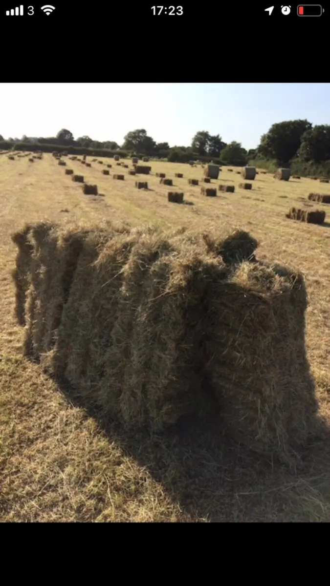 Small square bales of hay - Image 1