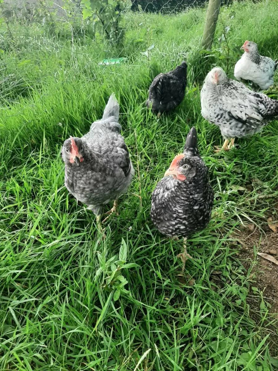 Rooster - Image 1