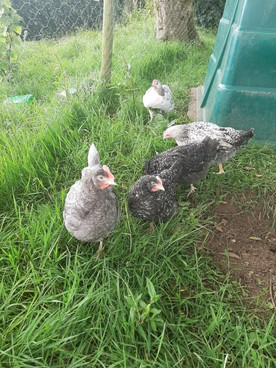 Rooster - Image 2