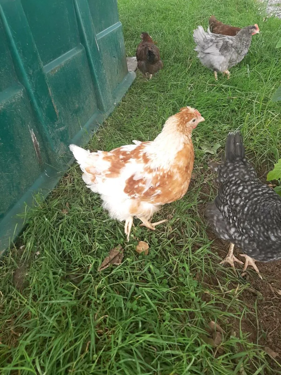 Rooster - Image 3