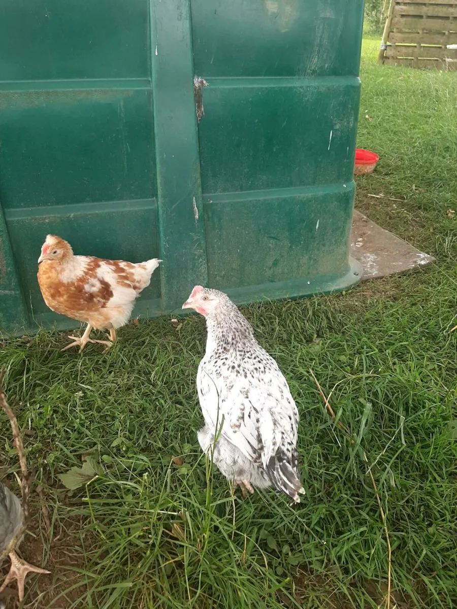 Rooster - Image 4