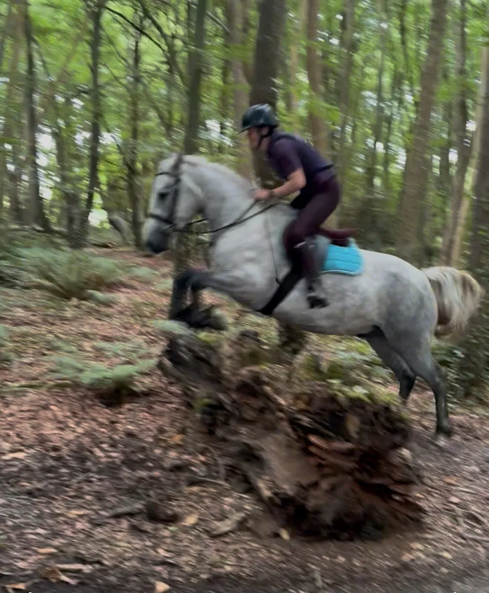 Full Connemara with all class 1 breeding N/N - Image 3
