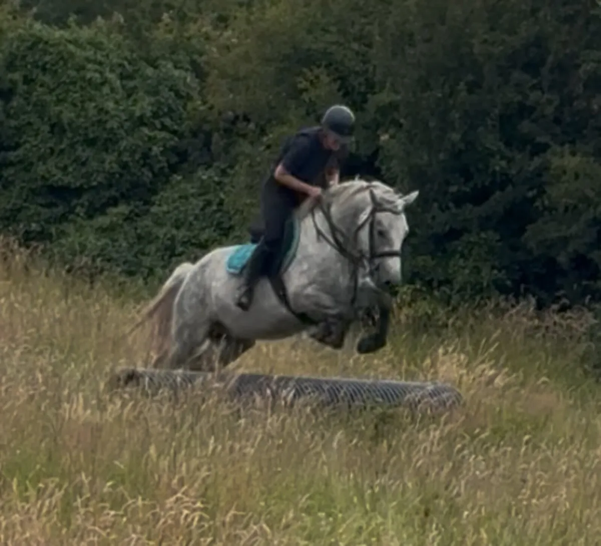 Full Connemara with all class 1 breeding N/N - Image 4
