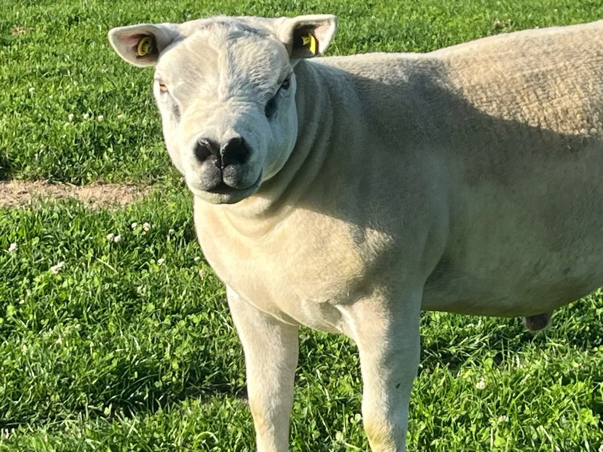 Texel Shearling Ram - Image 1