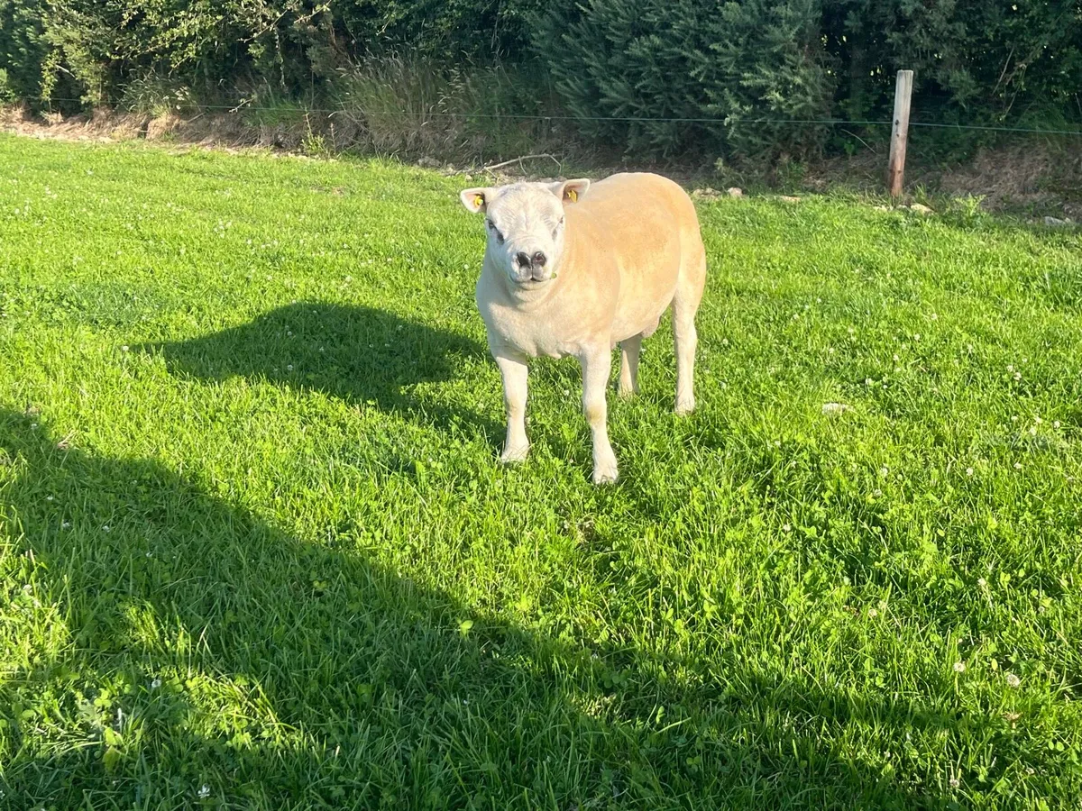Texel Shearling Ram - Image 2