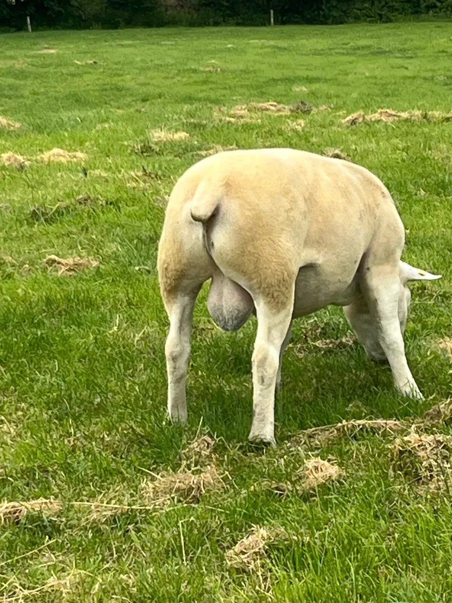 Texel Shearling Ram - Image 3