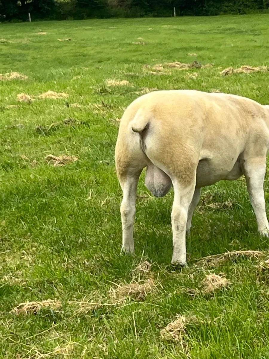 Texel Shearling Ram - Image 4