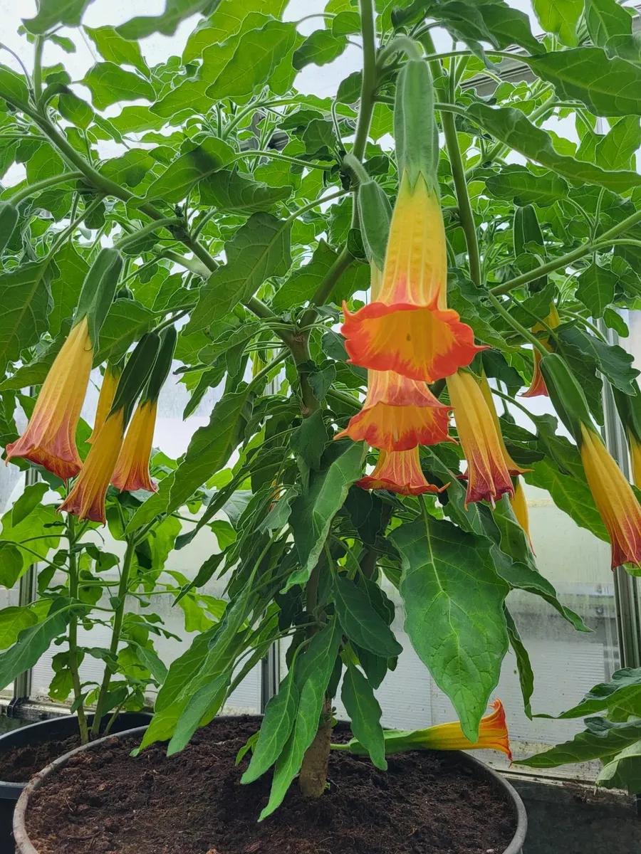 Angel's Trumpet