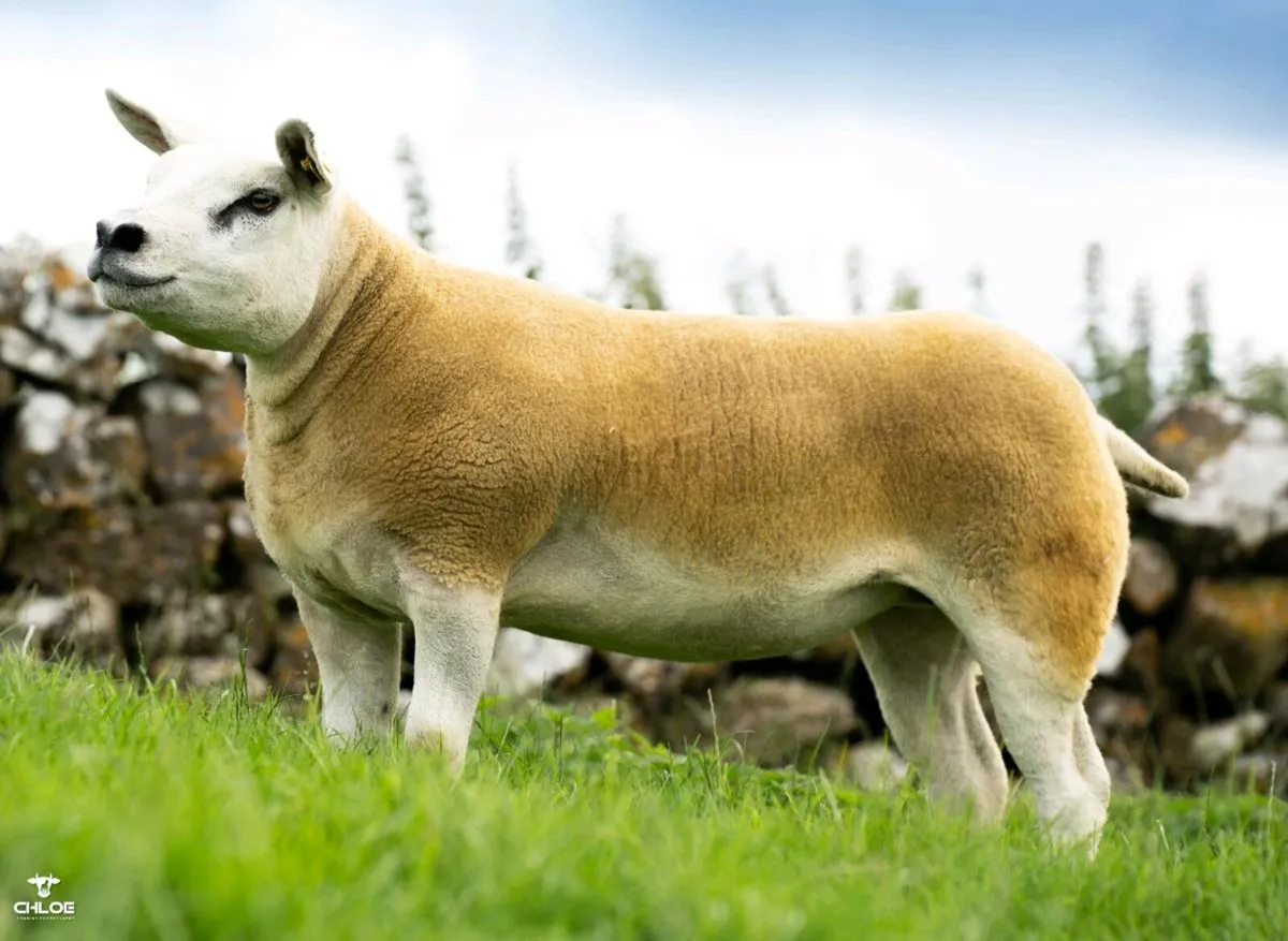 Pedigree Texel Females - Image 1