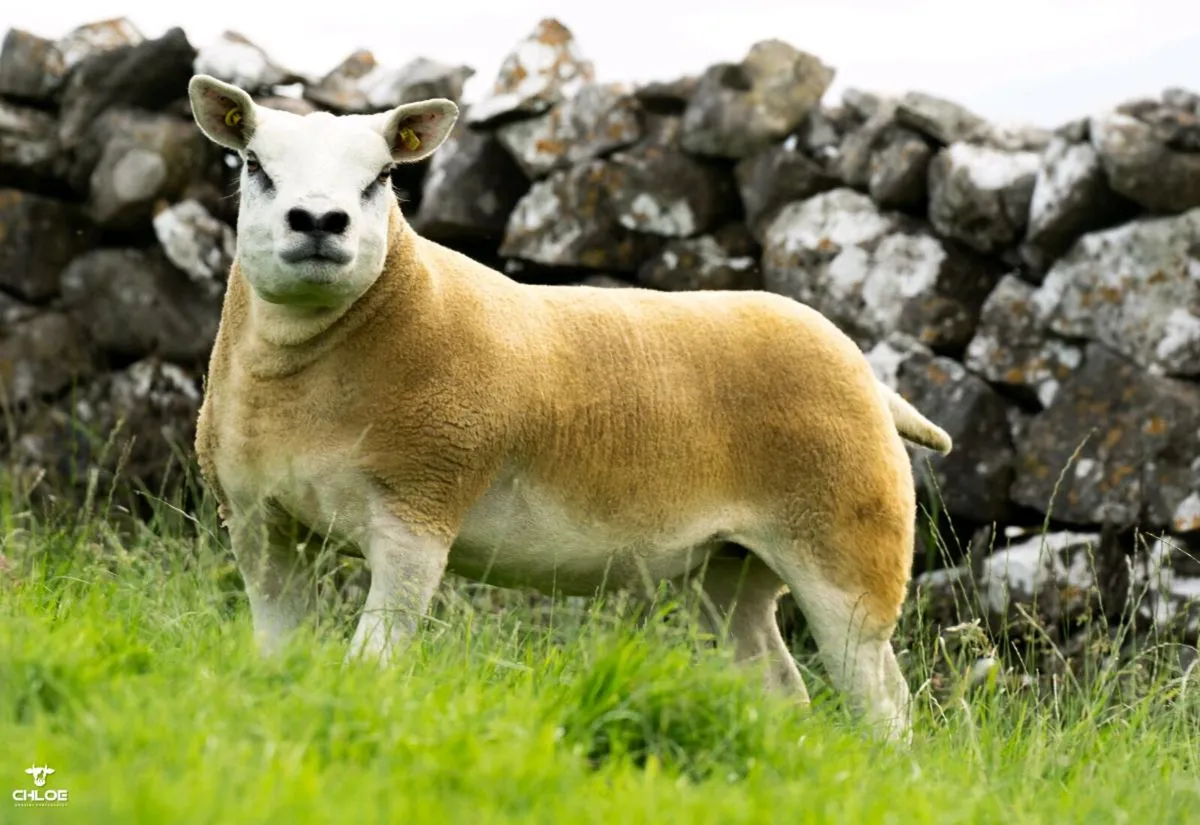 Pedigree Texel Females - Image 2