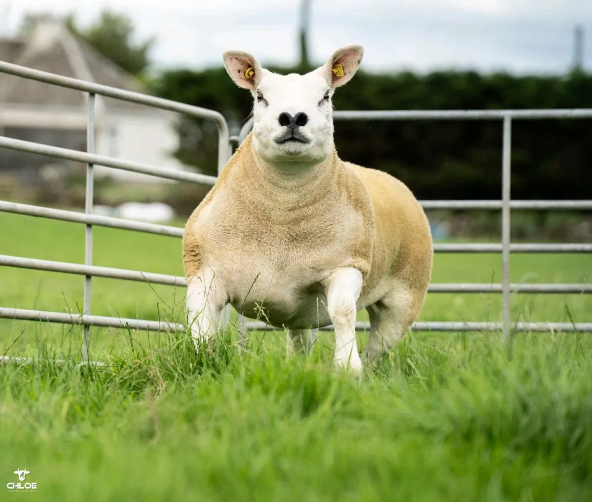 Pedigree Texel Females - Image 3