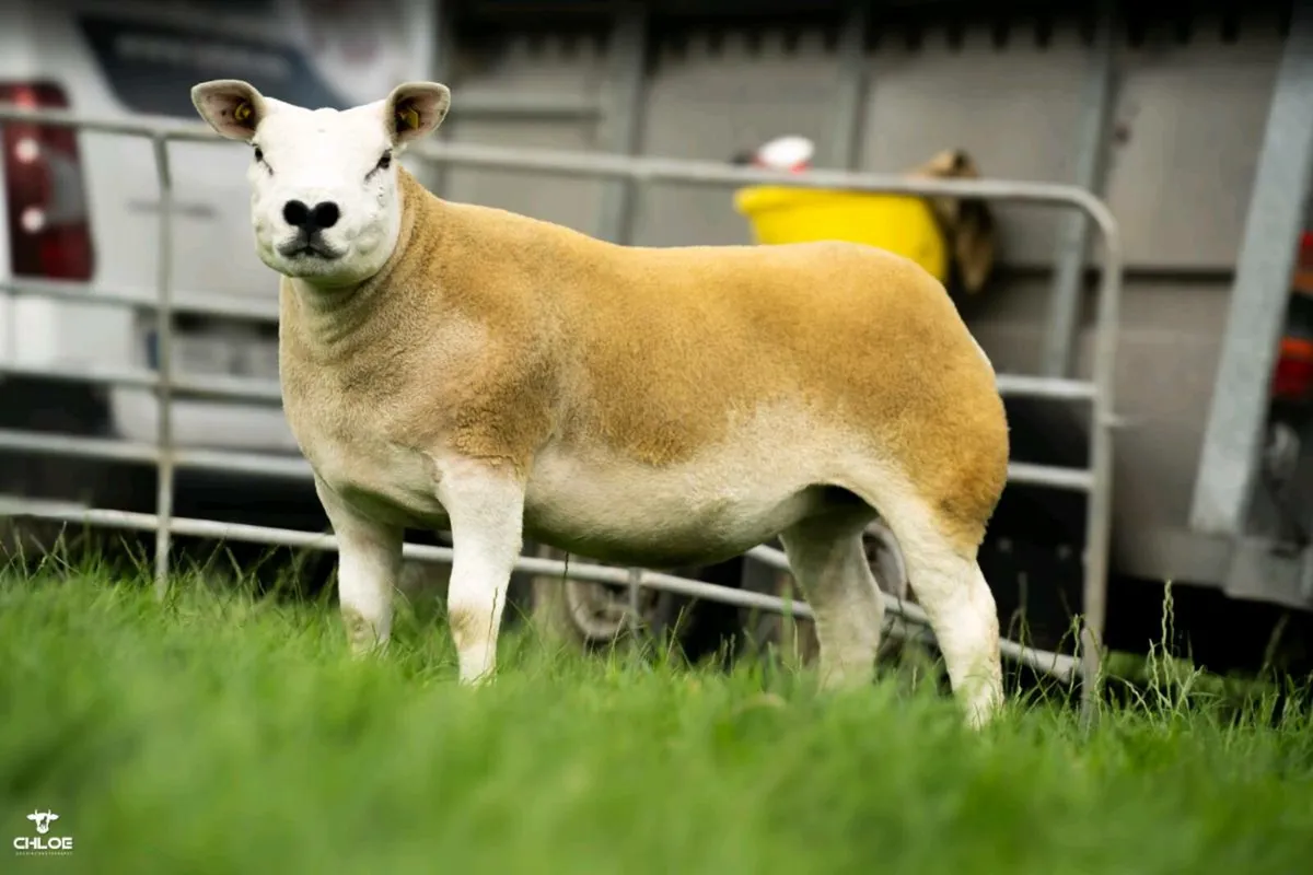 Pedigree Texel Females - Image 4