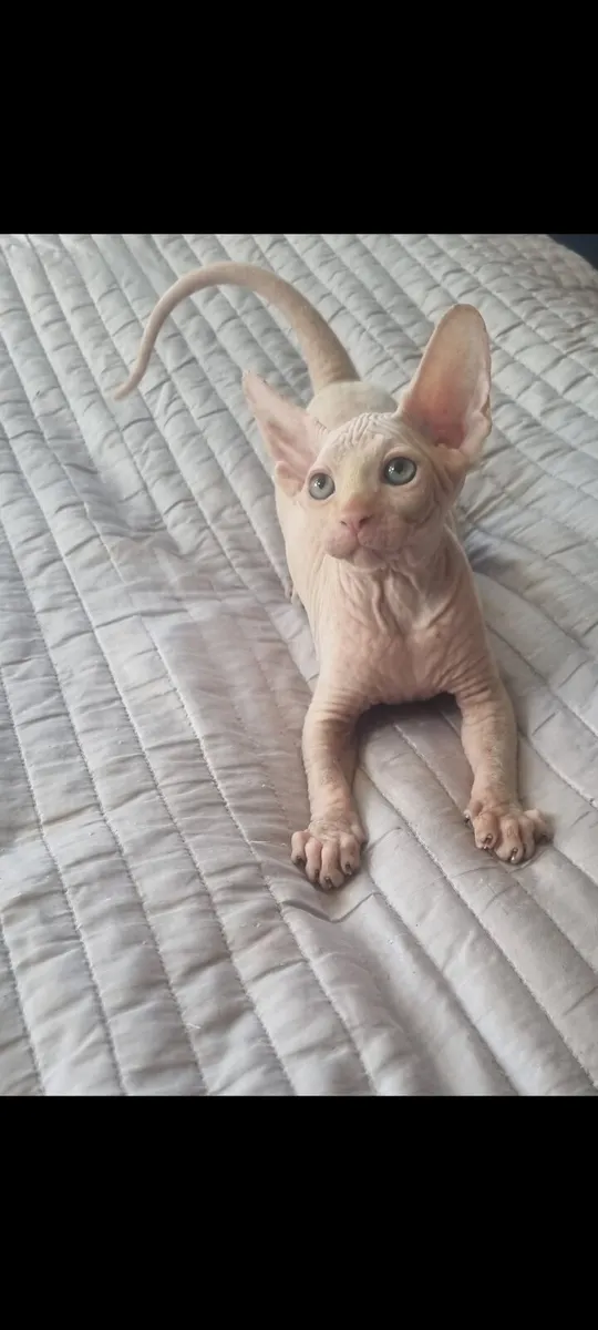 Sphynx - Image 1