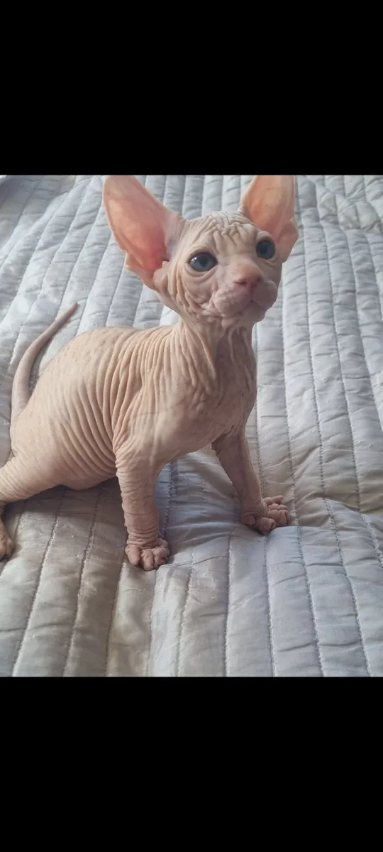 Sphynx - Image 2