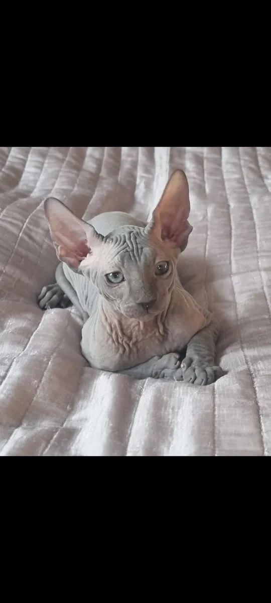 Sphynx - Image 3