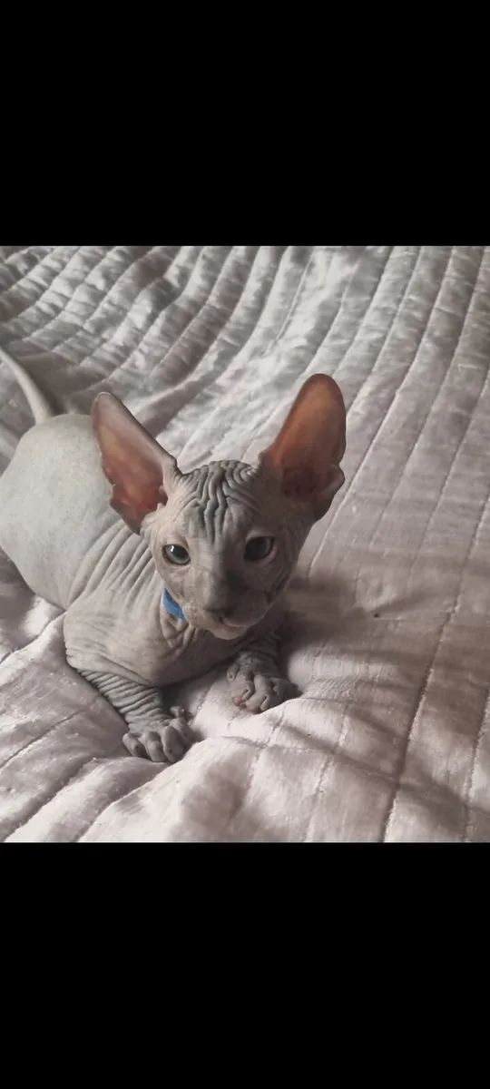 Sphynx - Image 4