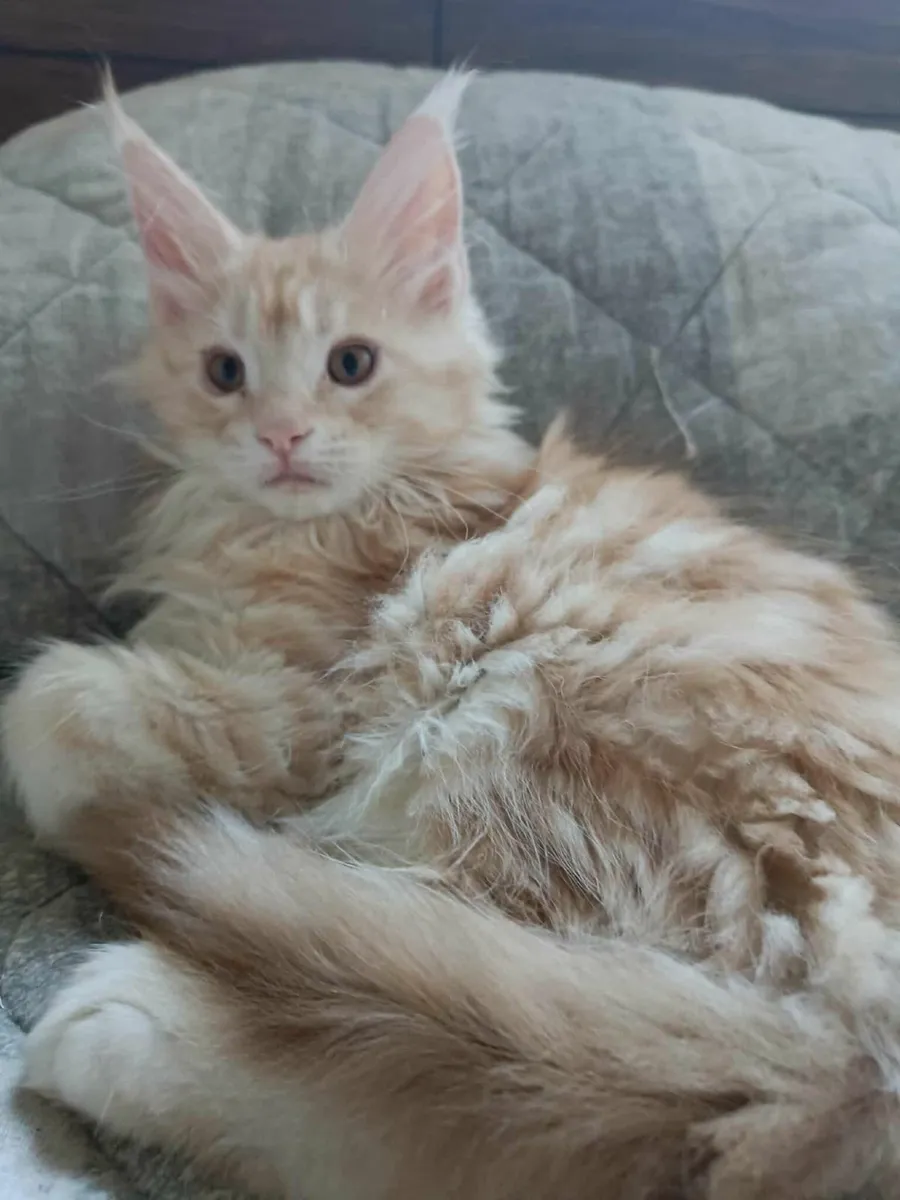 Maine Coon Girl Danaya for sale registration WCF - Image 1