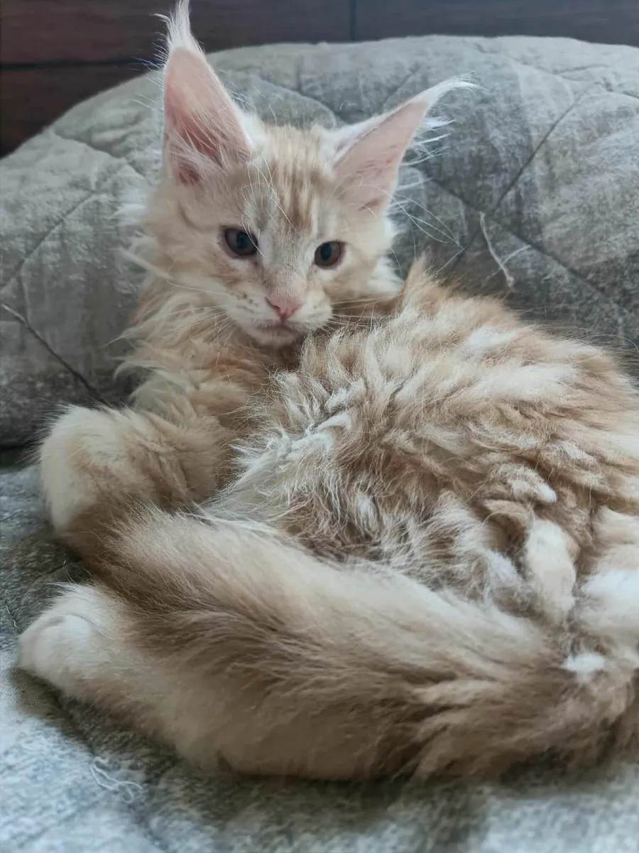 Maine Coon Girl Danaya for sale registration WCF - Image 2