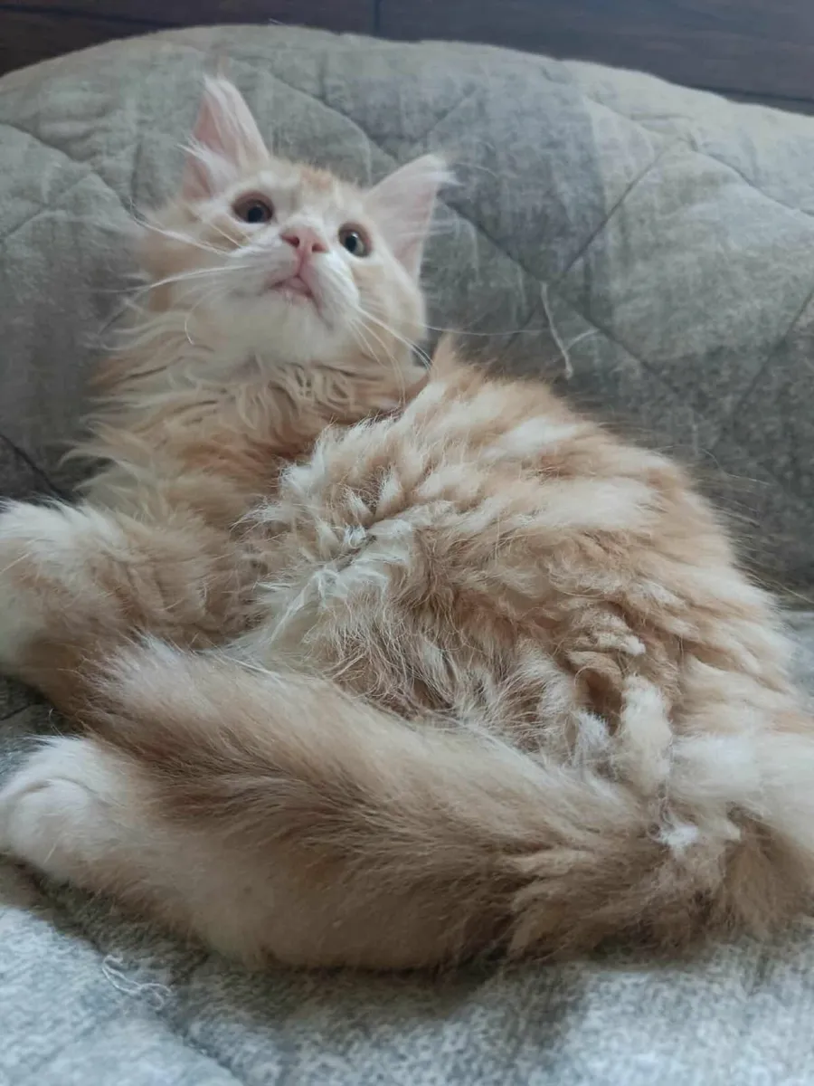Maine Coon Girl Danaya for sale registration WCF - Image 3