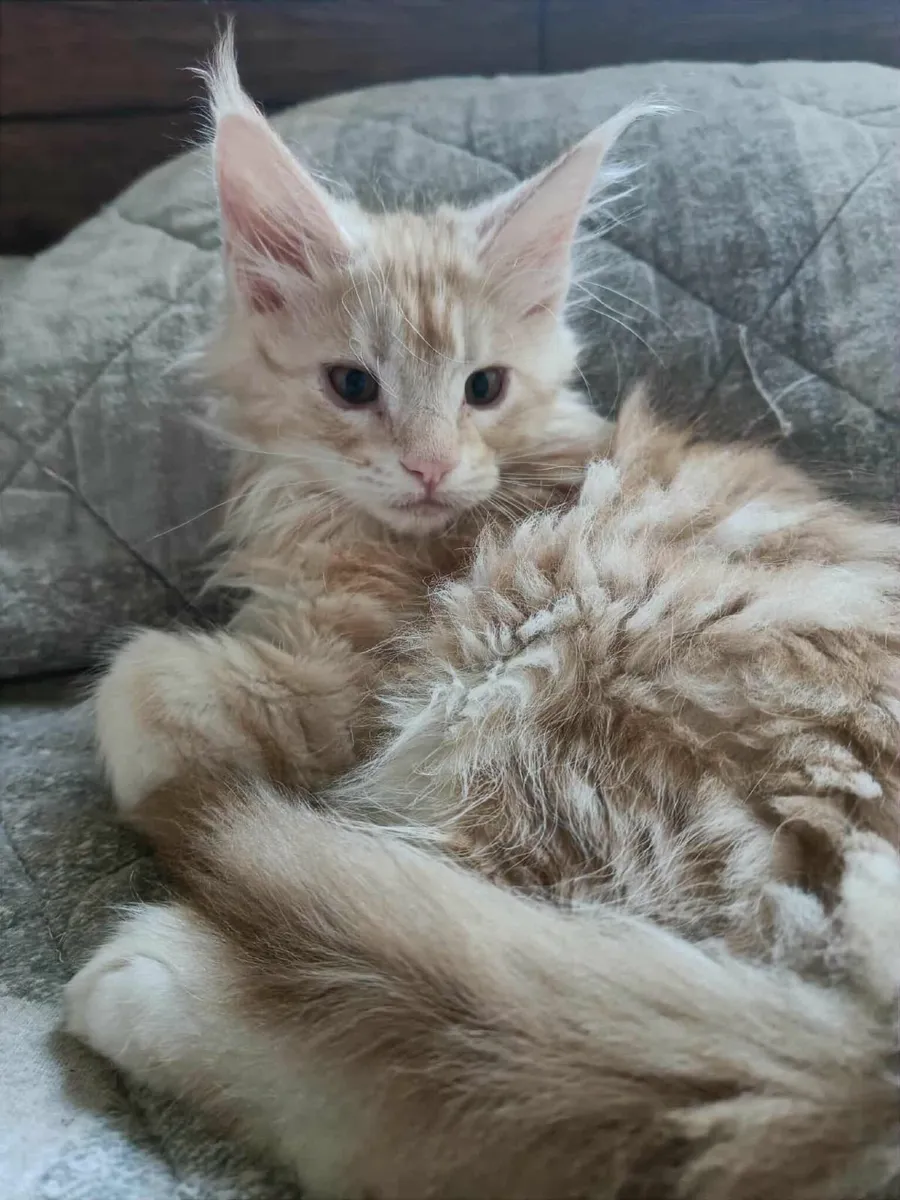 Maine Coon Girl Danaya for sale registration WCF - Image 4