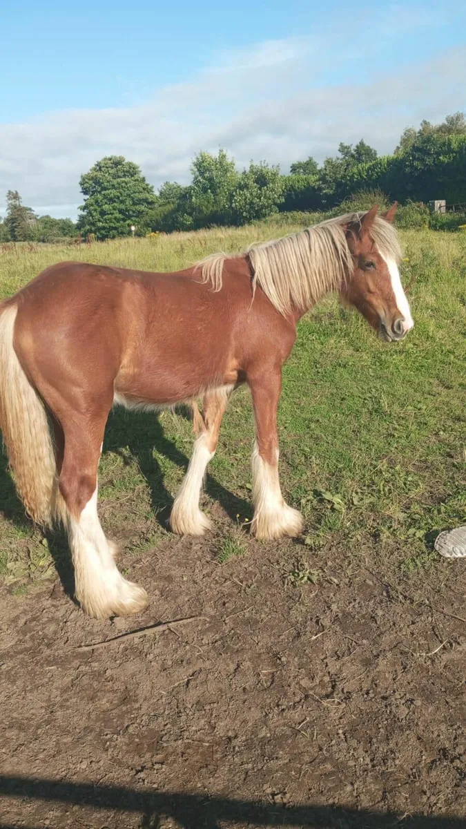 Horses - Image 3