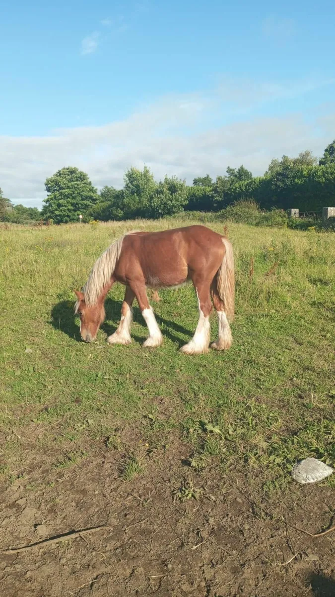 Horses - Image 1