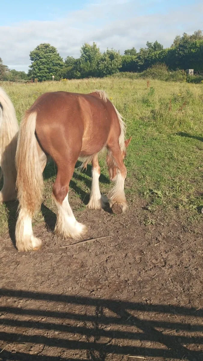 Horses - Image 4