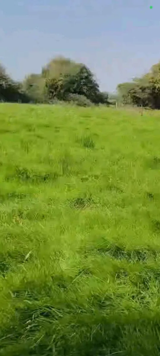 Meadow to let - Image 2