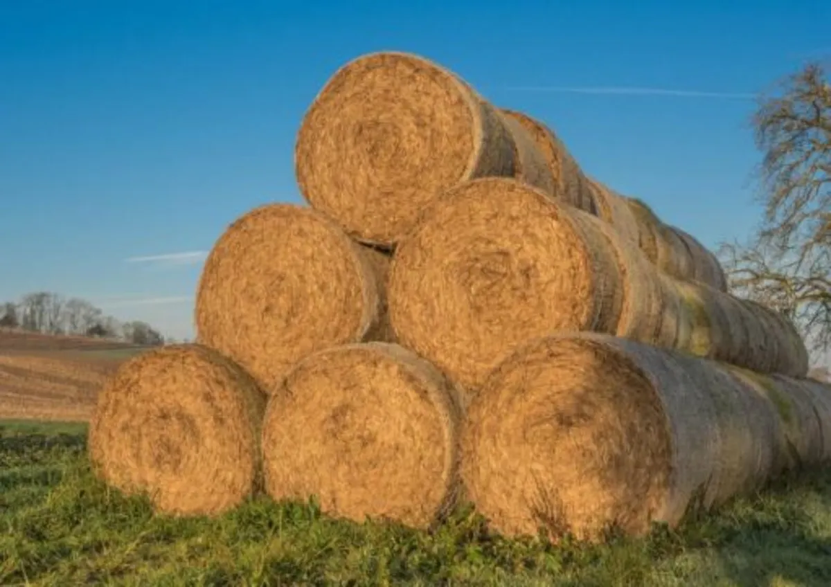 Top quality hay- Round and Square