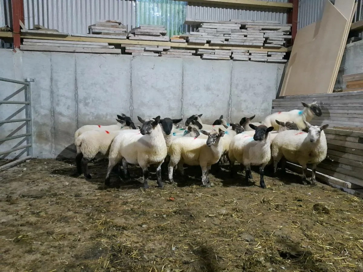 Store lambs - Image 1