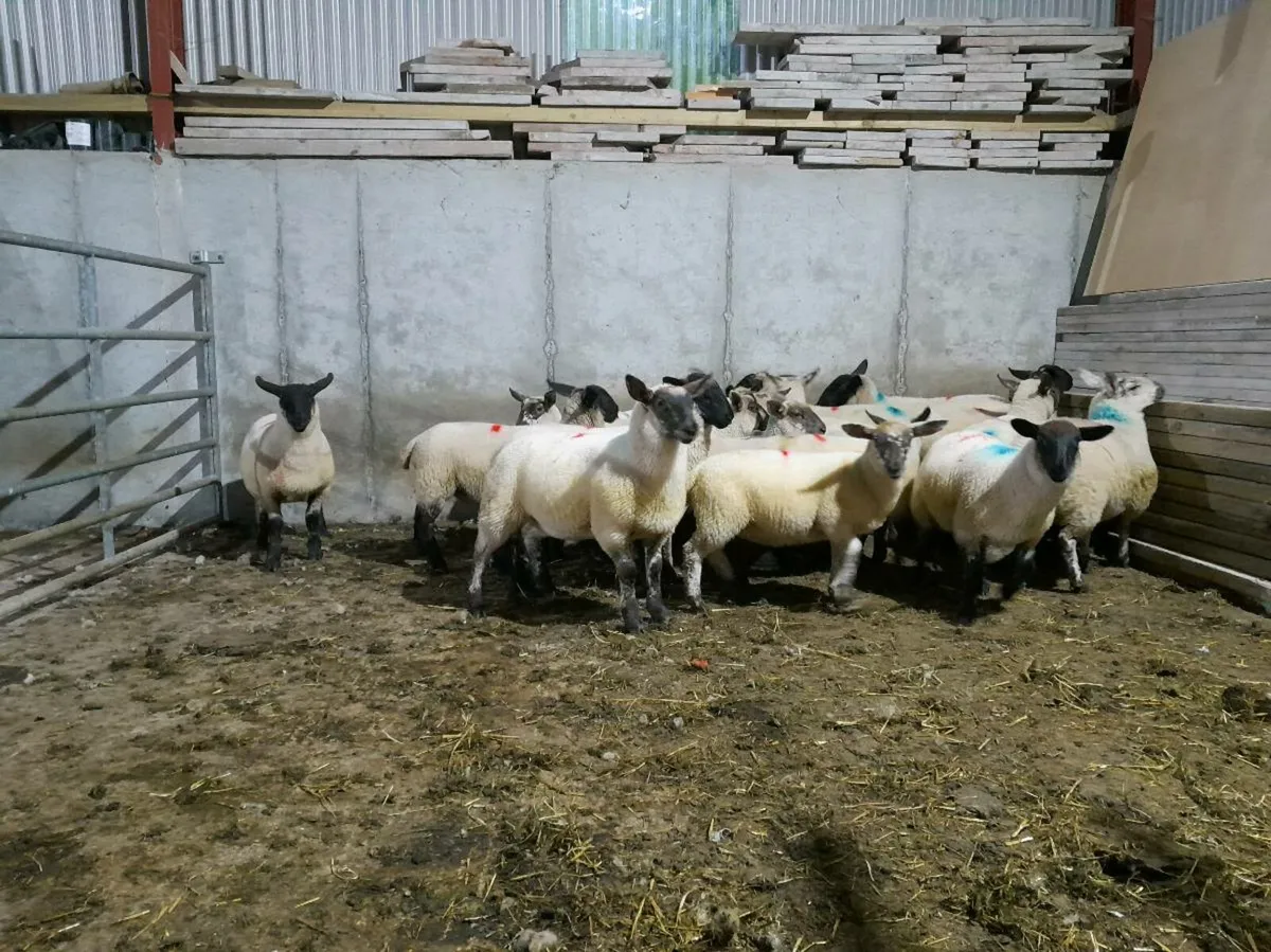Store lambs - Image 2