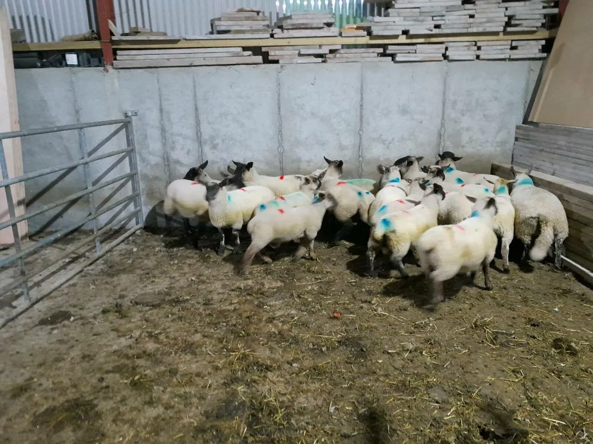 Store lambs - Image 3