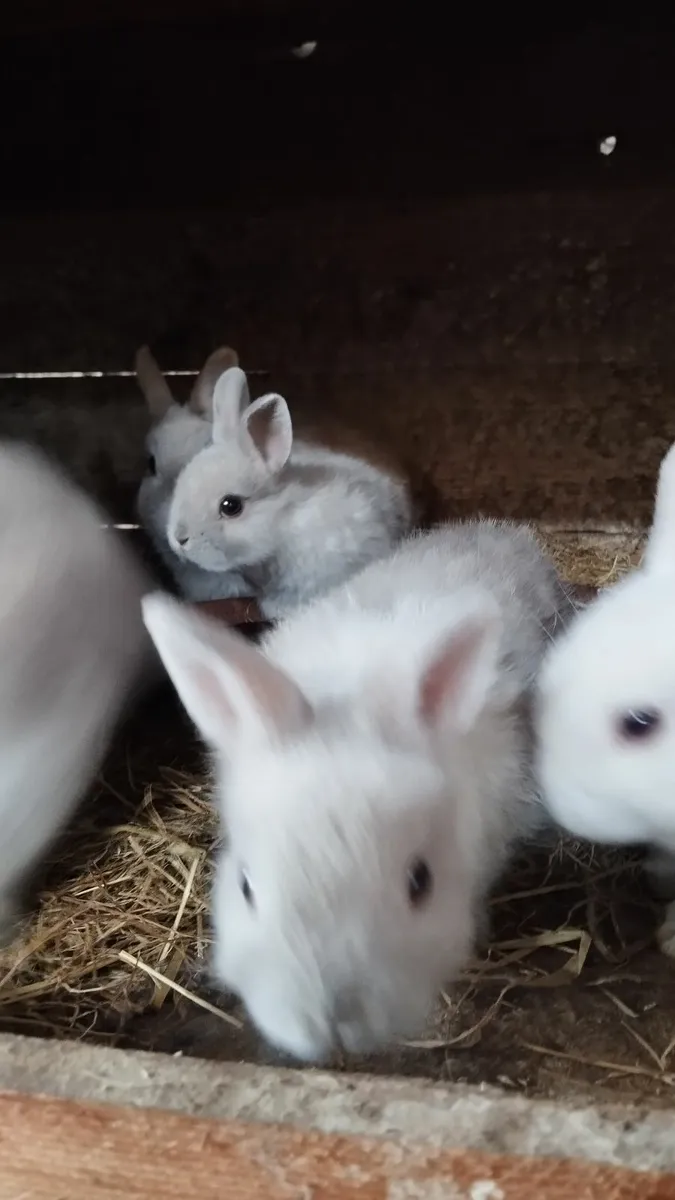 Rabbit - Image 2