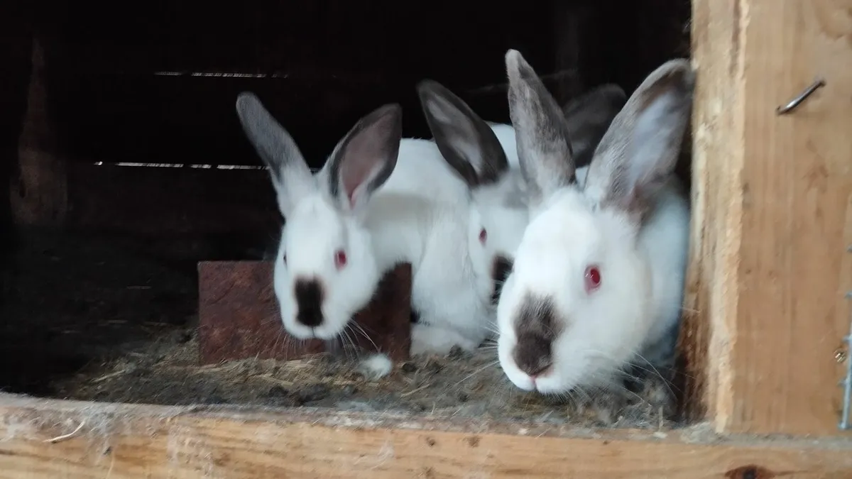 Rabbit - Image 3