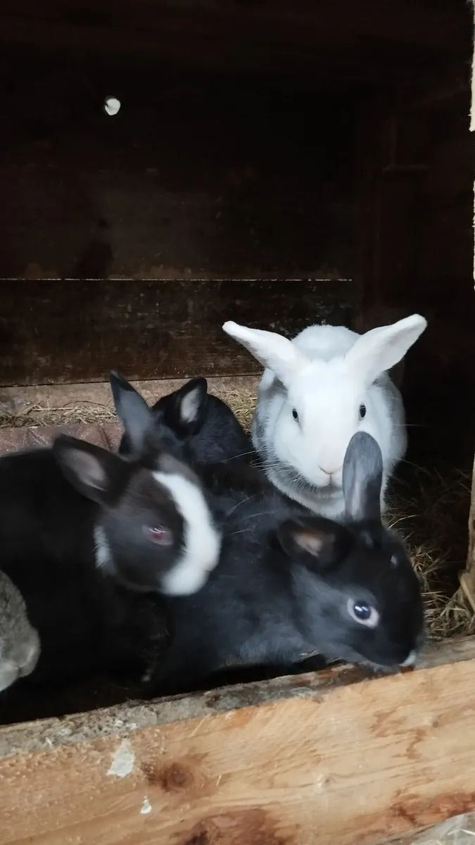 Rabbit - Image 4