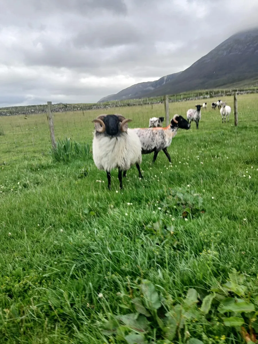 Sis hogget ram - Image 1