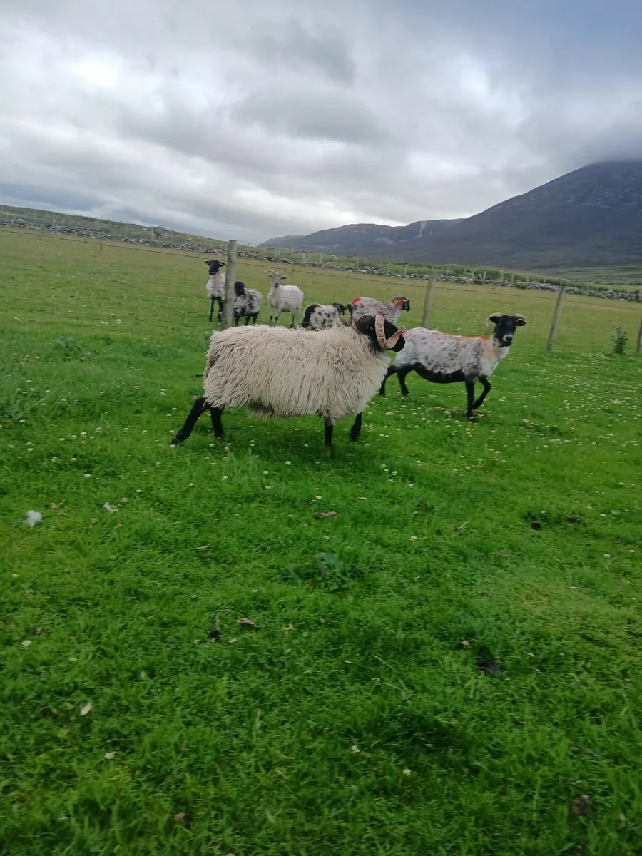 Sis hogget ram - Image 2