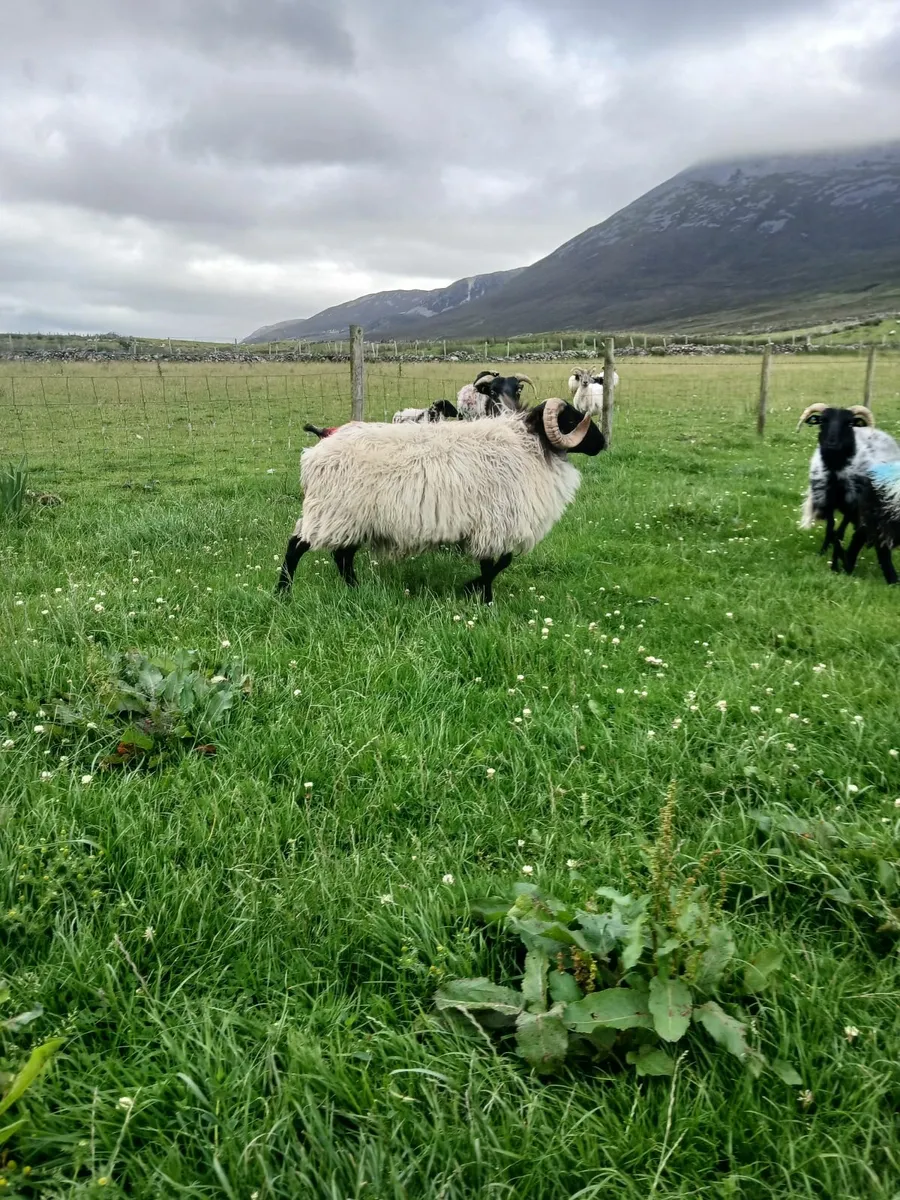 Sis hogget ram - Image 3