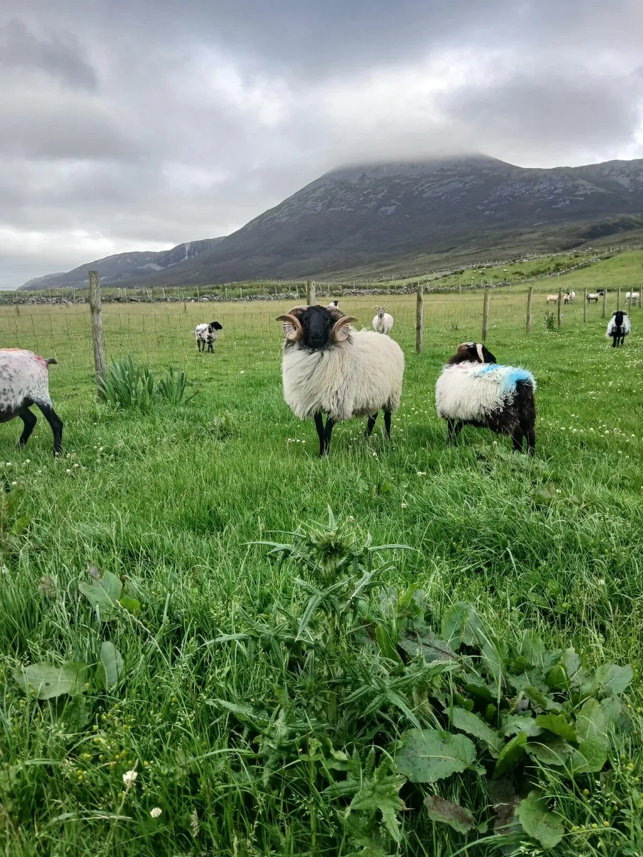Sis hogget ram - Image 4