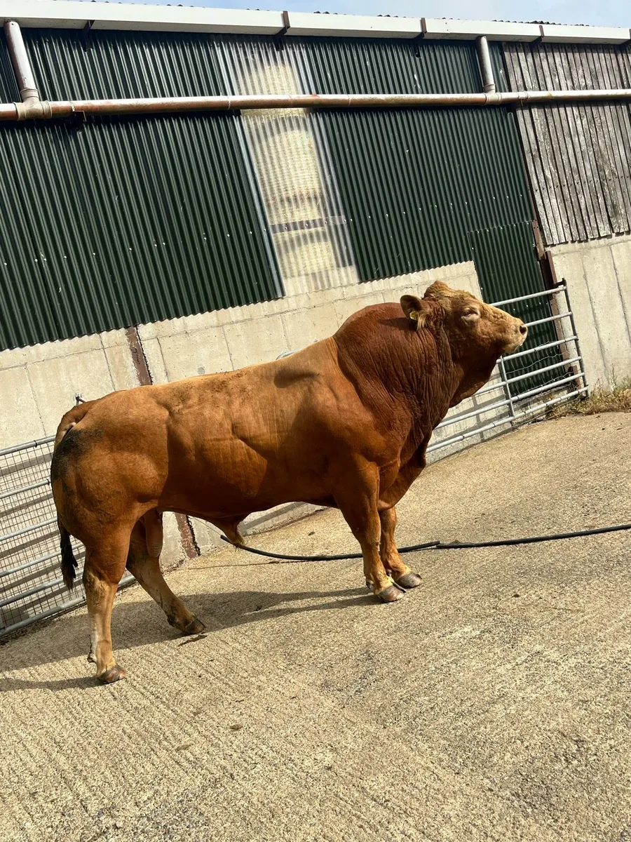 Mature Limousin bull- easy calving - Image 1