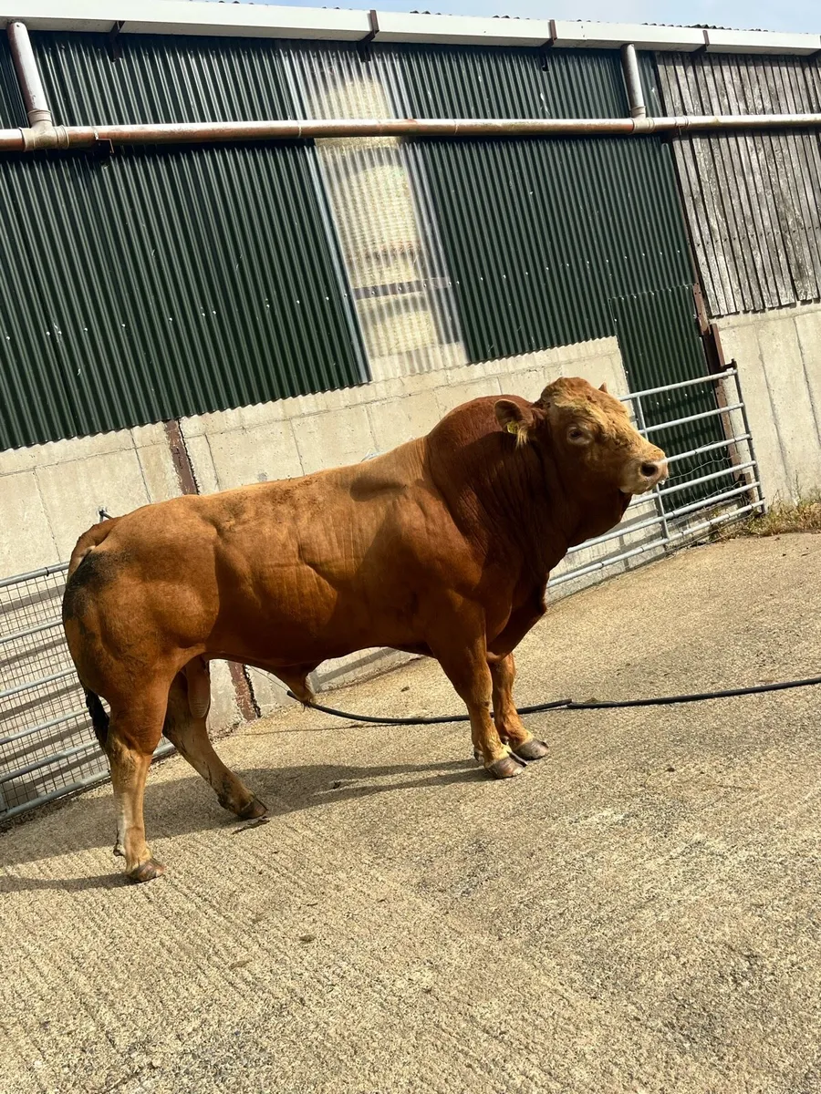 Mature Limousin bull- easy calving - Image 2