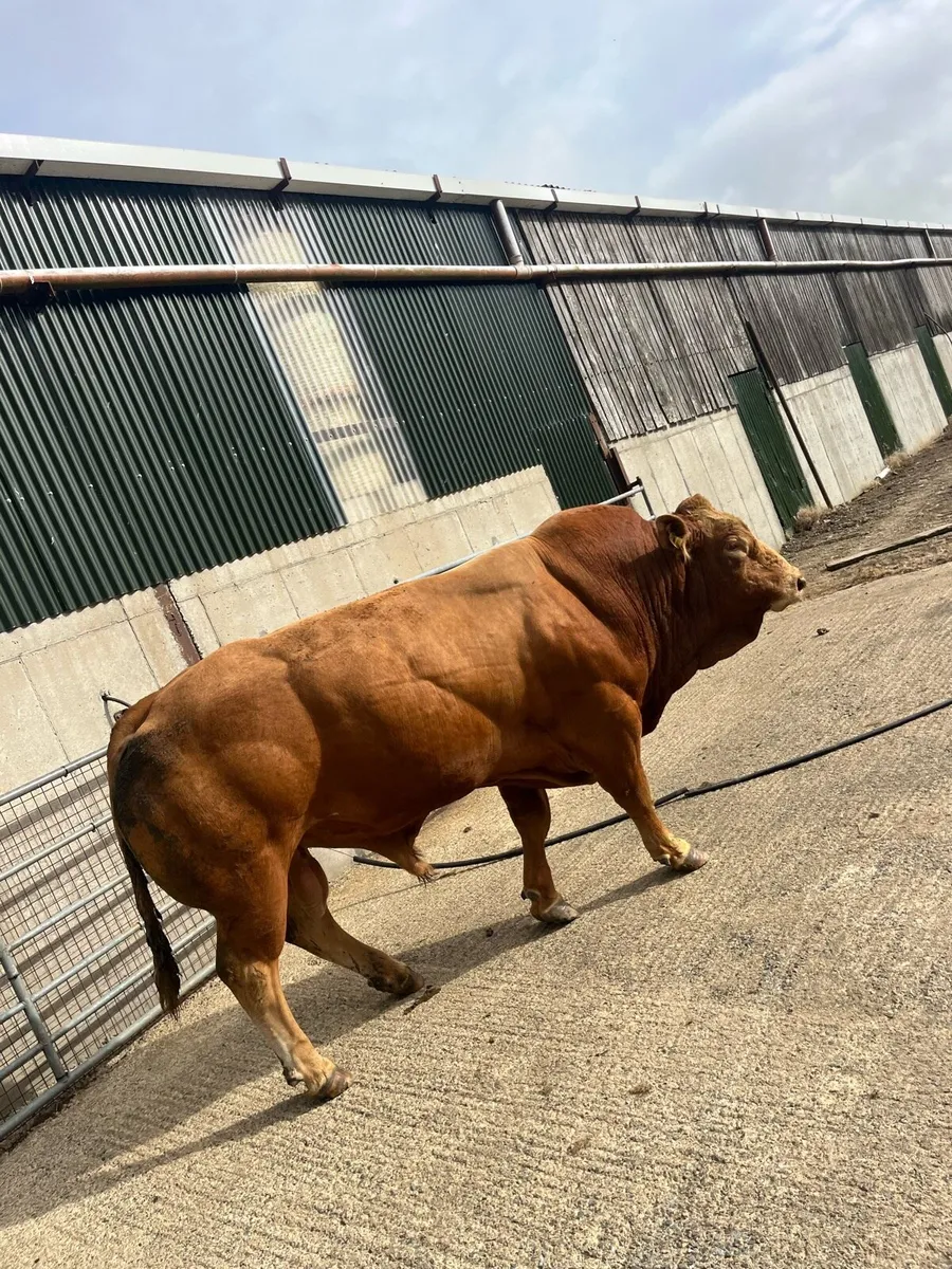 Mature Limousin bull- easy calving - Image 3