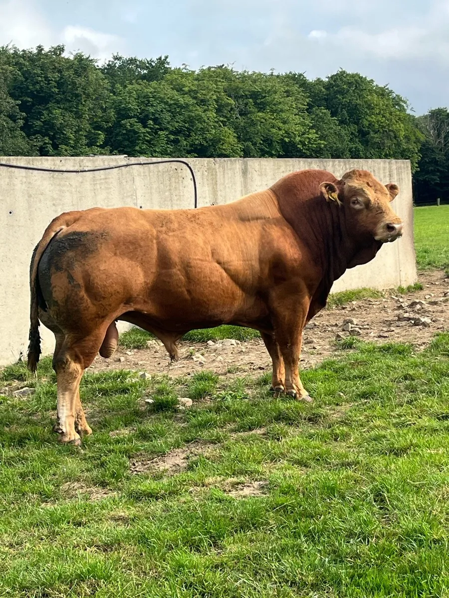 Mature Limousin bull- easy calving - Image 4