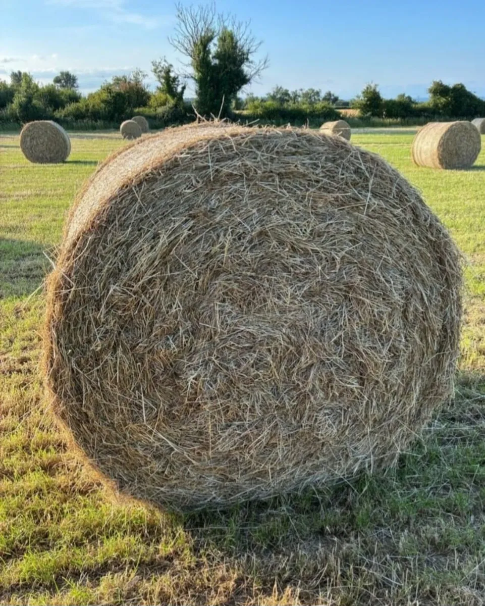 Square bales & Round bales of Hay - Image 2