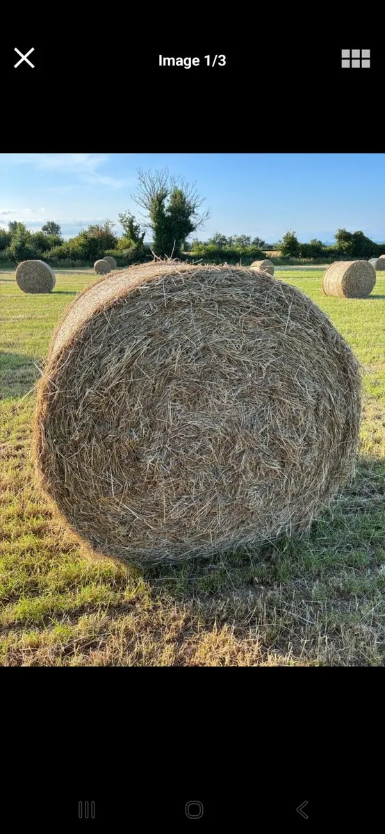 Square bales & Round bales of Hay - Image 3