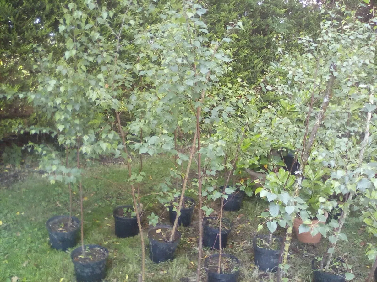 Trees - Image 3