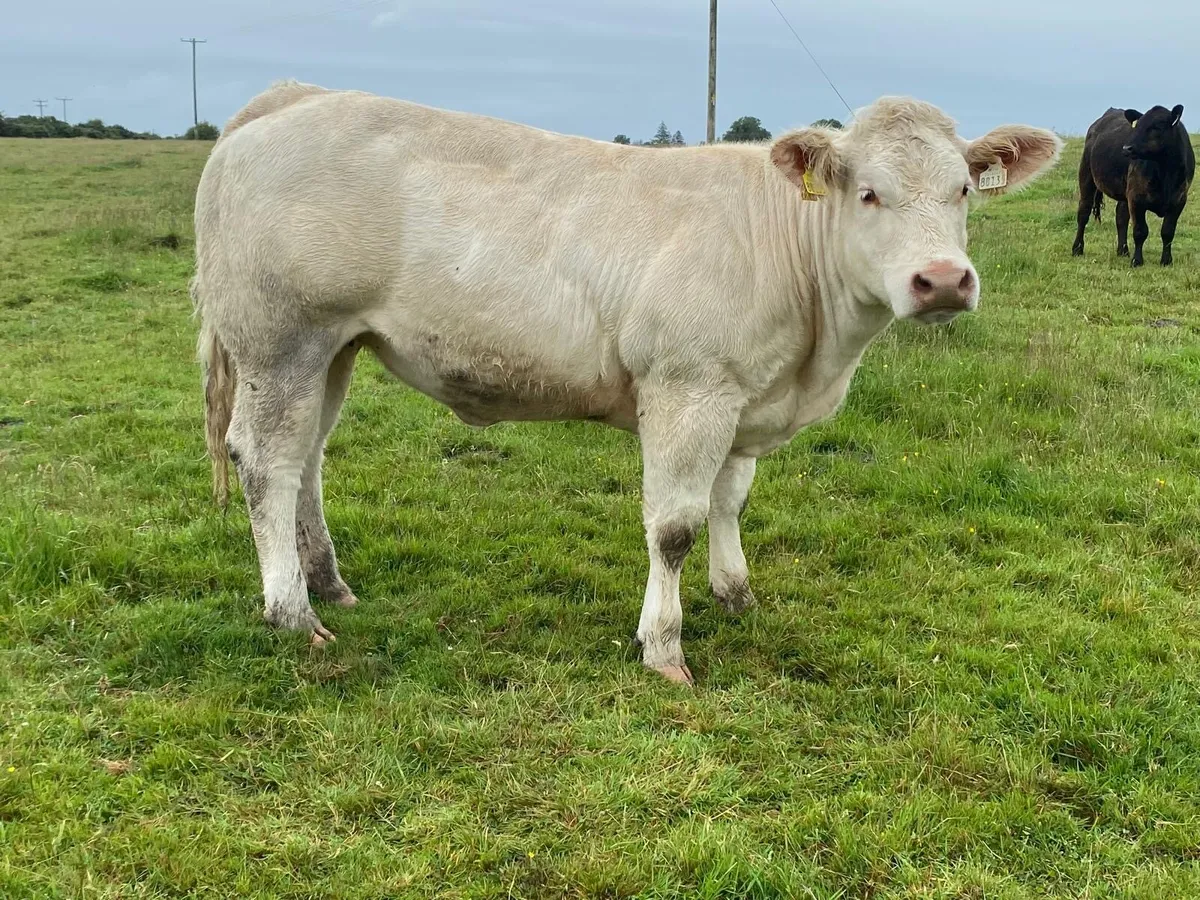 Pedigree heifer - Image 2