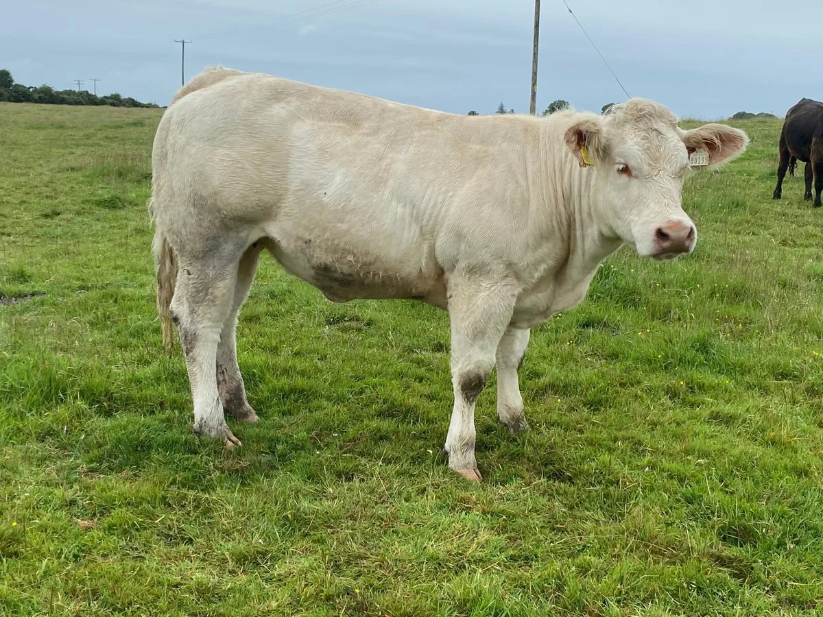 Pedigree heifer - Image 3