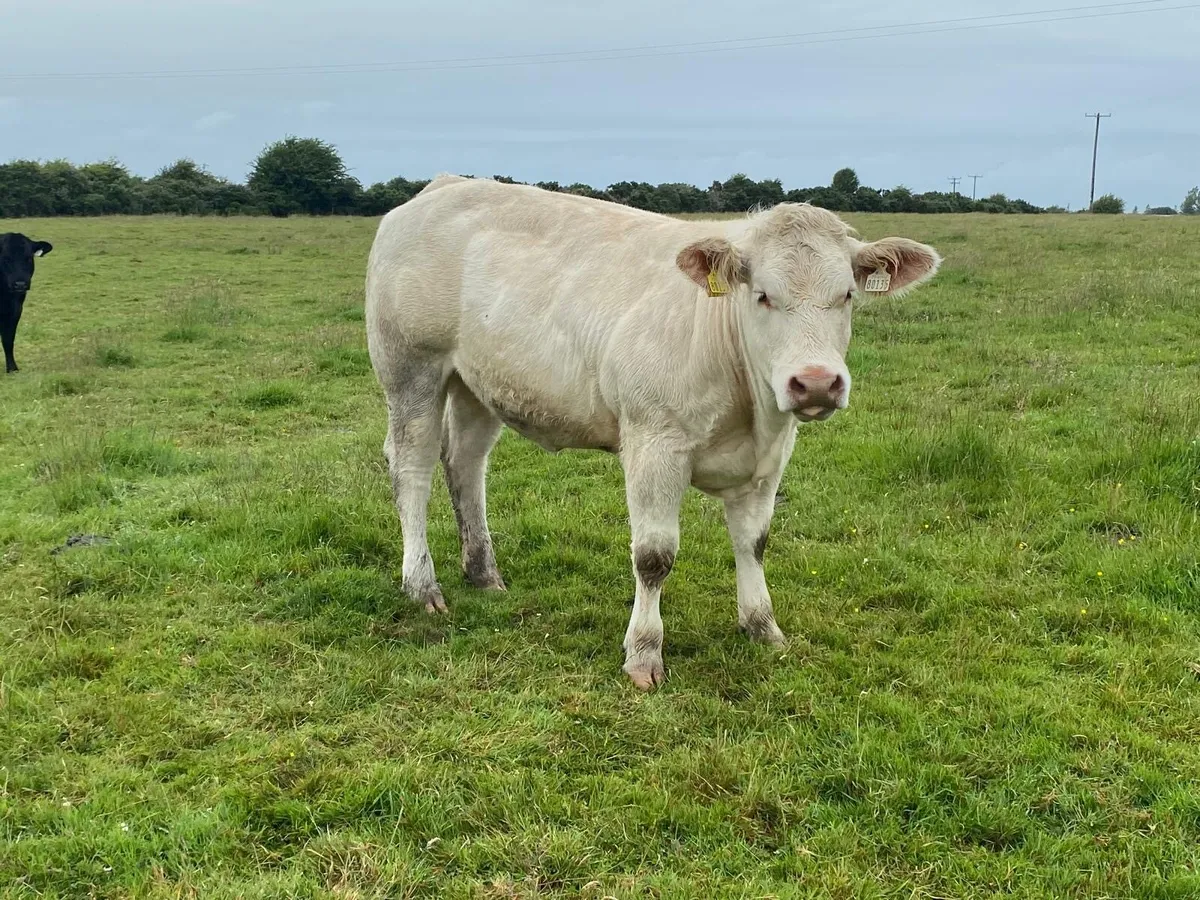 Pedigree heifer - Image 4