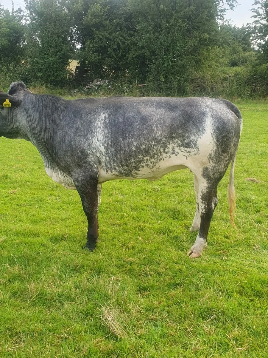 Belgian blue breeding heifers - Image 1